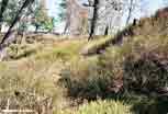 Linge_24_v