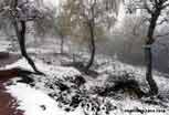 Linge_122_v