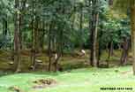 Verdun_305_v